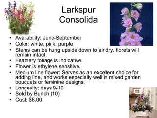 Larkspur Consolida Availability: June-September Color: white, pink, purple Stems can be hung upside down to air dry. florets will remain intact. Feathery foliage is indicative. Flower is ethylene sensitive. Medium line flower: Serves as an excellent choice for adding line, and works especially well in mixed garden bouquets or feminine designs. Longevity: days 9-10 Sold by Bunch (10) Cost: $8.00 