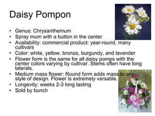 Daisy Pompon Genus: Chrysanthemum Spray mum with a button in the center Availability: commercial product: year-round, many cultivars Color: white, yellow, bronze, burgundy, and lavender Flower form is the same for all daisy pomps with the center colors varying by cultivar. Stems often have long laterals. Medium mass flower: Round form adds mass to any style of design. Flower is extremely versatile. Longevity: weeks 2-3 long lasting Sold by bunch  