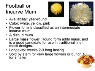 Football or Incurve Mum Availability: year-round Color: white, yellow, pink Flower form is classified as an intermediate incurve mum.  A disbud mum. Large mass flower: Round form adds mass, and is a good candidate for use in traditional line-mass designs. Longevity: weeks 2-3 long lasting Sold by stem for very large flowers or bunch 10 for smaller. 