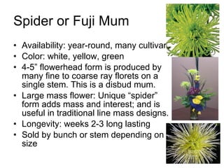Spider or Fuji Mum Availability: year-round, many cultivars Color: white, yellow, green 4-5” flowerhead form is produced by many fine to coarse ray florets on a single stem. This is a disbud mum. Large mass flower: Unique “spider” form adds mass and interest; and is useful in traditional line mass designs. Longevity: weeks 2-3 long lasting Sold by bunch or stem depending on size 