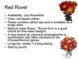 Red Rover Availability: July-November Color: red tipped yellow Flower contains yellow tips and is available as a single stem. Medium mass flower:  Round form is a good choice for line-mass designs A nice choice for autumnal arrangements in combination with other members of the  Chrysanthemum  genus. Longevity: weeks 1-3 long lasting Sold by bunch 