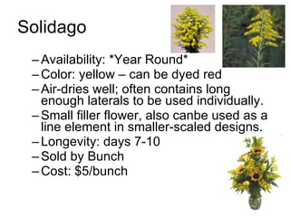 Solidago Availability: *Year Round* Color: yellow – can be dyed red Air-dries well; often contains long enough laterals to be used individually. Small filler flower, also canbe used as a line element in smaller-scaled designs. Longevity: days 7-10 Sold by Bunch Cost: $5/bunch 