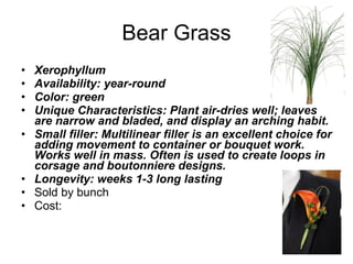 Bear Grass Xerophyllum Availability: year-round Color: green Unique Characteristics: Plant air-dries well; leaves are narrow and bladed, and display an arching habit. Small filler: Multilinear filler is an excellent choice for adding movement to container or bouquet work. Works well in mass. Often is used to create loops in corsage and boutonniere designs. Longevity: weeks 1-3 long lasting   Sold by bunch Cost:  