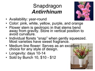 Snapdragon Antirrhinum   Availability: year-round Color: pink, white, yellow, purple, and orange Flower stem is geotropic in that stems bend away from gravity. Store in vertical position to avoid curvature. Individual florets “snap” when gently squeezed. Most varieties have sweet fragrance.  Medium line flower: Serves as an excellent choice for any style of design. Longevity: days 10-14 Sold by Bunch 10, $10 - $12 