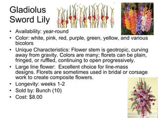 Gladiolus Sword Lily Availability: year-round Color: white, pink, red, purple, green, yellow, and various bicolors Unique Characteristics: Flower stem is geotropic, curving away from gravity. Colors are many; florets can be plain, fringed, or ruffled, continuing to open progressively.  Large line flower:  Excellent choice for line-mass designs. Florets are sometimes used in bridal or corsage work to create composite flowers. Longevity: weeks 1-2 Sold by: Bunch (10) Cost: $8.00 