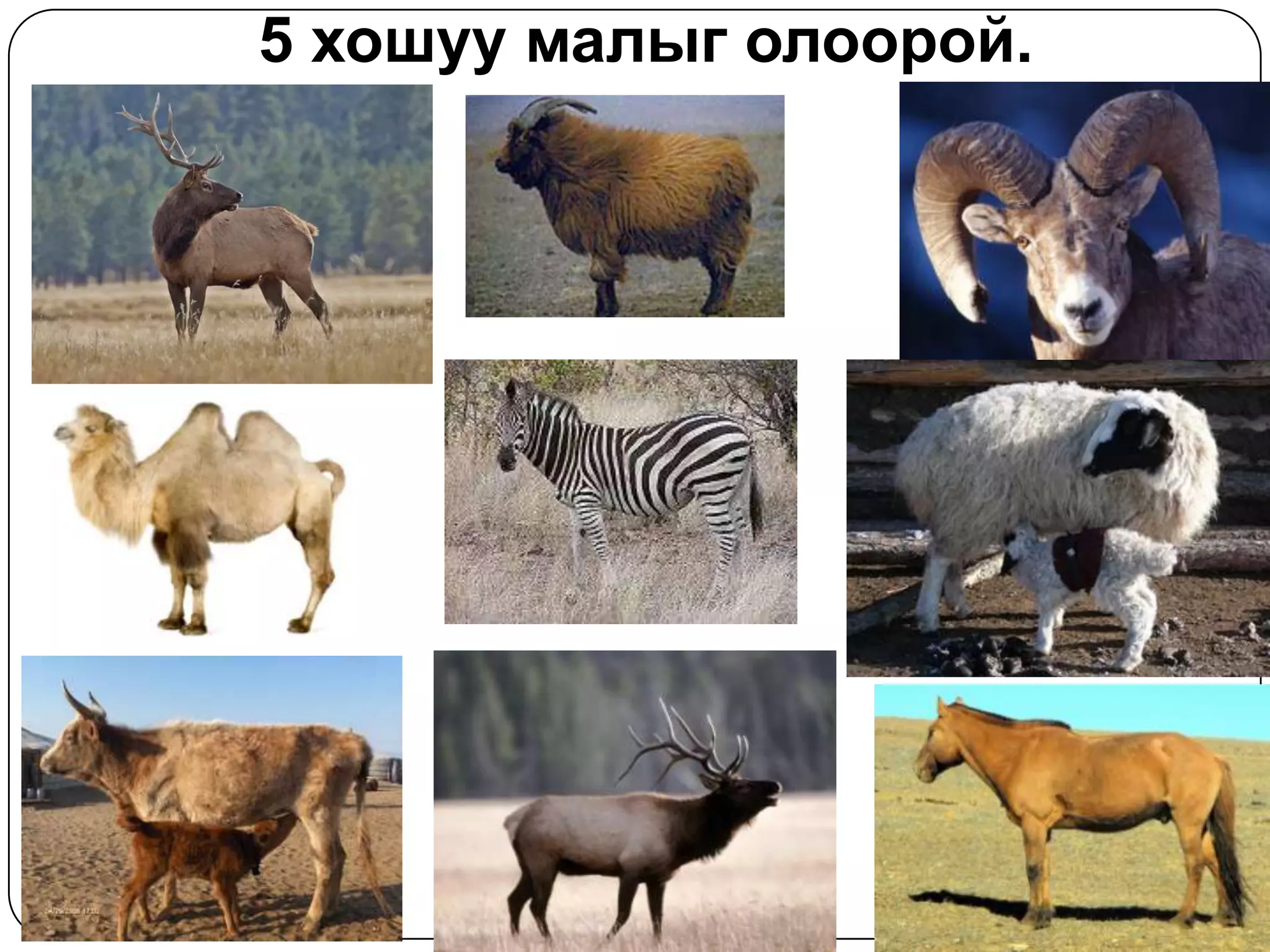 5 хошуу мал | PPT
