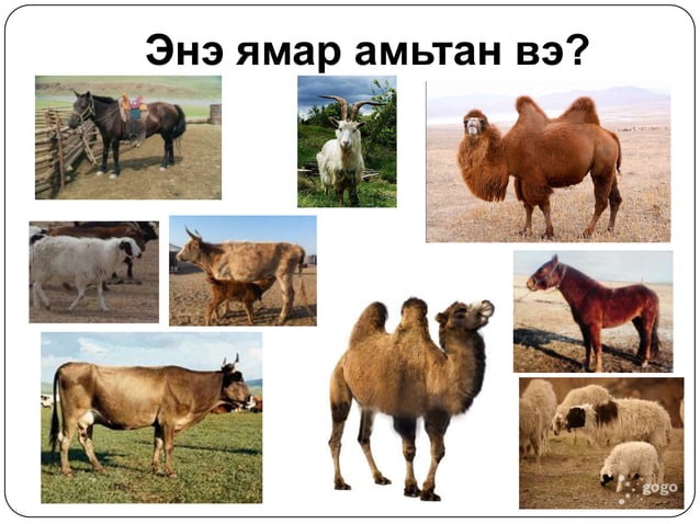 5 хошуу мал | PPT