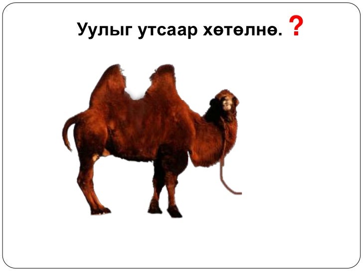 5 хошуу мал