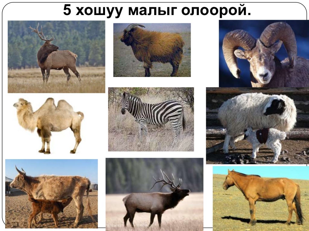 5 хошуу мал