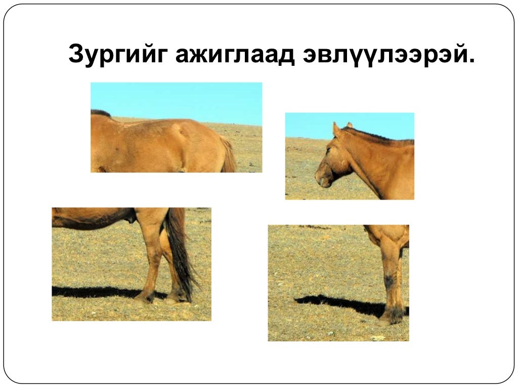 5 хошуу мал