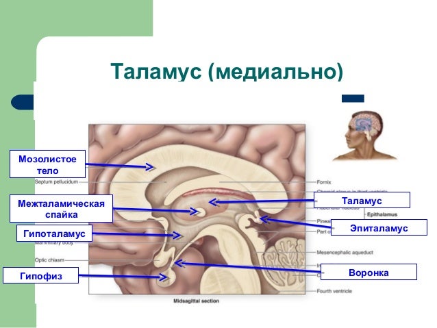 Моторные ядра таламуса
