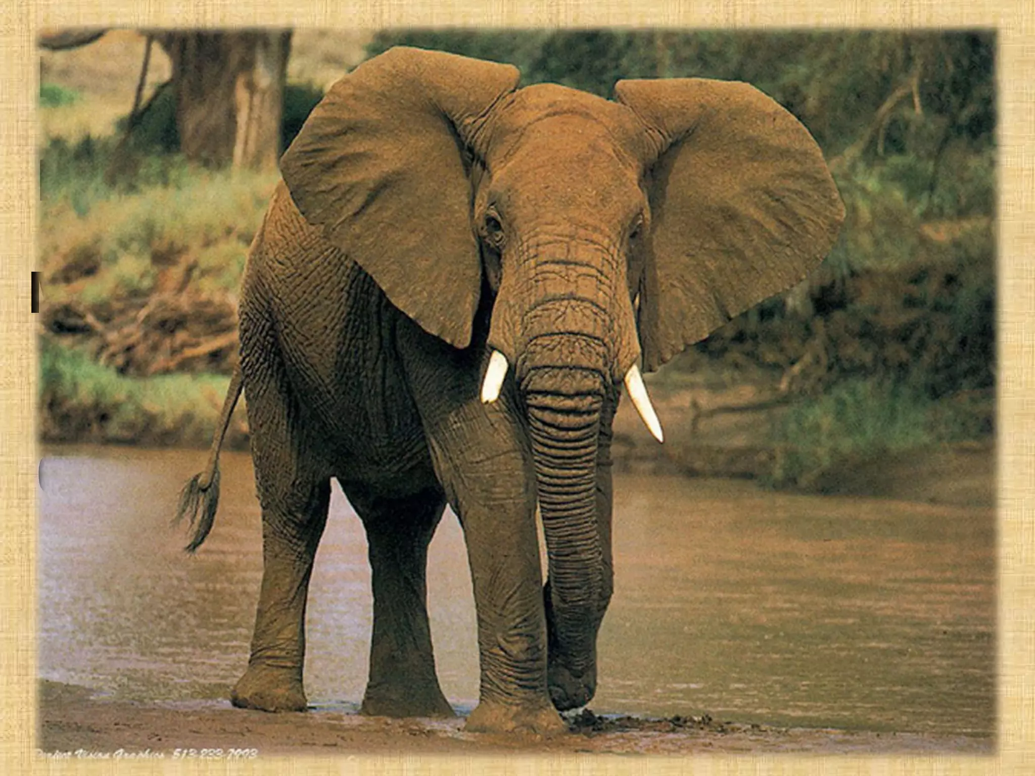 Нимгэн
Ямар?         далбагар
               ямар?         чихтэй
                             чихтэй
Махир
Ямар?          цагаан
              ямар?          соёотой
Мушгиа
 ----------   -----------
                урт         хошуутай
Аварга
----------      лагс
              -----------     биетэй
биетэй
Асар
----------        их
              -----------     хүчтэй

 Амгалан
 ----------    дөлгөөн
              -----------     зантай
 