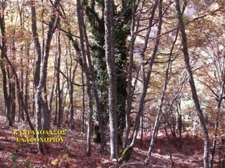 ΚΑΣΤΑΝΟΔΑΣΟΣΚΑΣΤΑΝΟΔΑΣΟΣ
ΕΛΑΦΟΧΩΡΙΟΥΕΛΑΦΟΧΩΡΙΟΥ
 