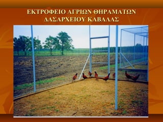 ΕΚΤΡΟΦΕΙΟ ΑΓΡΙΩΝ ΘΗΡΑΜΑΤΩΝΕΚΤΡΟΦΕΙΟ ΑΓΡΙΩΝ ΘΗΡΑΜΑΤΩΝ
ΔΑΣΑΡΧΕΙΟΥ ΚΑΒΑΛΑΣΔΑΣΑΡΧΕΙΟΥ ΚΑΒΑΛΑΣ
 
