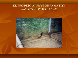 ΕΚΤΡΟΦΕΙΟ ΑΓΡΙΩΝ ΘΗΡΑΜΑΤΩΝΕΚΤΡΟΦΕΙΟ ΑΓΡΙΩΝ ΘΗΡΑΜΑΤΩΝ
ΔΑΣΑΡΧΕΙΟΥ ΚΑΒΑΛΑΣΔΑΣΑΡΧΕΙΟΥ ΚΑΒΑΛΑΣ
 