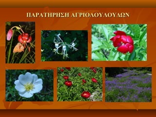 ΠΑΡΑΤΗΡΗΣΗ ΑΓΡΙΟΛΟΥΛΟΥΔΩΝΠΑΡΑΤΗΡΗΣΗ ΑΓΡΙΟΛΟΥΛΟΥΔΩΝ
 