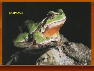 ΒΑΤΡΑΧΟΣ
 