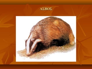 ΑΣΒΟΣΑΣΒΟΣ
 