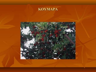 ΚΟΥΜΑΡΑΚΟΥΜΑΡΑ
 