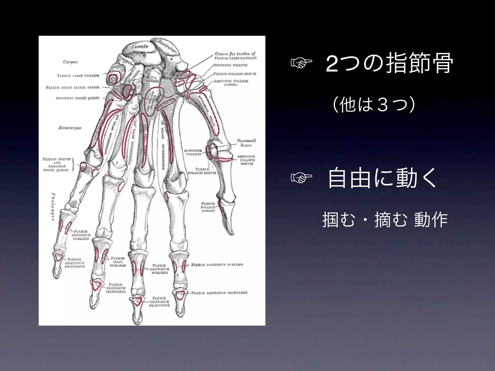☞ 2つの指節骨
（他は３つ）
☞ 自由に動く
掴む・摘む 動作
 