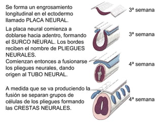 Se forma un engrosamiento
longitudinal en el ectodermo
llamado PLACA NEURAL.
3ª semana
La placa neural comienza a
doblarse hacia adentro, formando
el SURCO NEURAL. Los bordes
reciben el nombre de PLIEGUES
NEURALES.
3ª semana
Comienzan entonces a fusionarse
los pliegues neurales, dando
origen al TUBO NEURAL.
4ª semana
A medida que se va produciendo la
fusión se separan grupos de
células de los pliegues formando
las CRESTAS NEURALES.
4ª semana
 