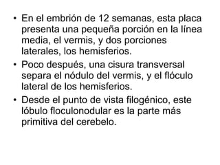 • En el embrión de 12 semanas, esta placa
presenta una pequeña porción en la línea
media, el vermis, y dos porciones
laterales, los hemisferios.
• Poco después, una cisura transversal
separa el nódulo del vermis, y el flóculo
lateral de los hemisferios.
• Desde el punto de vista filogénico, este
lóbulo floculonodular es la parte más
primitiva del cerebelo.
 