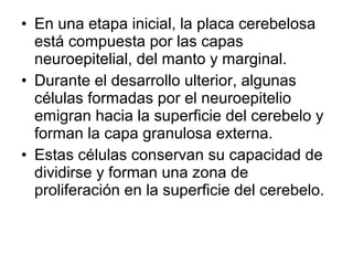 • En una etapa inicial, la placa cerebelosa
está compuesta por las capas
neuroepitelial, del manto y marginal.
• Durante el desarrollo ulterior, algunas
células formadas por el neuroepitelio
emigran hacia la superficie del cerebelo y
forman la capa granulosa externa.
• Estas células conservan su capacidad de
dividirse y forman una zona de
proliferación en la superficie del cerebelo.
 