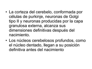 • La corteza del cerebelo, conformada por
células de purkinje, neuronas de Golgi
tipo II y neuronas producidas por la capa
granulosa externa, alcanza sus
dimensiones definitivas después del
nacimiento.
• Los núcleos cerebelosos profundos, como
el núcleo dentado, llegan a su posición
definitiva antes del nacimiento
 
