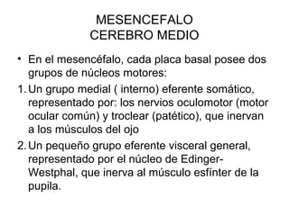 MESENCEFALO
CEREBRO MEDIO
• En el mesencéfalo, cada placa basal posee dos
grupos de núcleos motores:
1.Un grupo medial ( interno) eferente somático,
representado por: los nervios oculomotor (motor
ocular común) y troclear (patético), que inervan
a los músculos del ojo
2.Un pequeño grupo eferente visceral general,
representado por el núcleo de Edinger-
Westphal, que inerva al músculo esfínter de la
pupila.
 