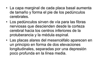 • La capa marginal de cada placa basal aumenta
de tamaño y forma el pie de los pedúnculos
cerebrales.
• Los pedúnculos sirven de vía para las fibras
nerviosas que descienden desde la corteza
cerebral hacia los centros inferiores de la
protuberancia y la médula espinal.
• Las placas alares del mesencéfalo aparecen en
un principio en forma de dos elevaciones
longitudinales, separadas por una depresión
poco profunda en la línea media.
 