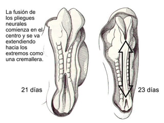 21 días 23 días
La fusión de
los pliegues
neurales
comienza en el
centro y se va
extendiendo
hacia los
extremos como
una cremallera.
 