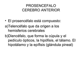 PROSENCEFALO
CEREBRO ANTERIOR
• El prosencéfalo está compuesto:
a)Telencéfalo que da origen a los
hemisferios cerebrales
b)Diencéfalo, que forma la cúpula y el
pedículo ópticos, la hipófisis, el tálamo. El
hipotálamo y la epífisis (glándula pineal)
 