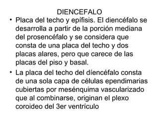 DIENCEFALO
• Placa del techo y epífisis. El diencéfalo se
desarrolla a partir de la porción mediana
del prosencéfalo y se considera que
consta de una placa del techo y dos
placas alares, pero que carece de las
placas del piso y basal.
• La placa del techo del díencéfalo consta
de una sola capa de células ependimarias
cubiertas por mesénquima vascularizado
que al combinarse, originan el plexo
coroideo del 3er ventrículo
 