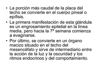 • La porción más caudal de la placa del
techo se convierte en el cuerpo pineal o
epífisis.
• La primera manifestación de esta glándula
es un engrosamiento epitelial en la línea
media, pero hacia la 7ª semana comienza
a evaginarse.
• Por último, se convierte en un órgano
macizo situado en el techo del
mesencéfalo y sirve de intermediario entre
la acción de la luz y la oscuridad y los
ritmos endocrinos y del comportamiento.
 