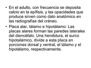 • En el adulto, con frecuencia se deposita
calcio en la epífisis, y las opacidades que
produce sirven como dato anatómico en
las radiografías del cráneo.
• Placa alar, tálamo e hipotálamo: Las
placas alares forman las paredes laterales
del diencéfalo. Una hendidura, el surco
hipotalámico, divide a esta placa en
porciones dorsal y ventral, el tálamo y el
hipotálamo, respectivamente.
 