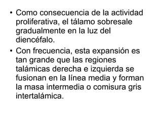 • Como consecuencia de la actividad
proliferativa, el tálamo sobresale
gradualmente en la luz del
diencéfalo.
• Con frecuencia, esta expansión es
tan grande que las regiones
talámicas derecha e izquierda se
fusionan en la línea media y forman
la masa intermedia o comisura gris
intertalámica.
 