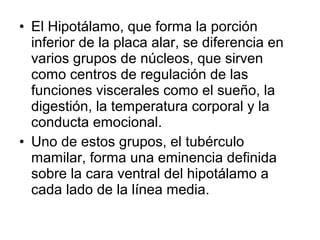 • El Hipotálamo, que forma la porción
inferior de la placa alar, se diferencia en
varios grupos de núcleos, que sirven
como centros de regulación de las
funciones viscerales como el sueño, la
digestión, la temperatura corporal y la
conducta emocional.
• Uno de estos grupos, el tubérculo
mamilar, forma una eminencia definida
sobre la cara ventral del hipotálamo a
cada lado de la línea media.
 