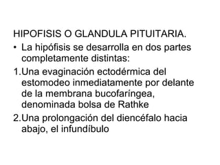 HIPOFISIS O GLANDULA PITUITARIA.
• La hipófisis se desarrolla en dos partes
completamente distintas:
1.Una evaginación ectodérmica del
estomodeo inmediatamente por delante
de la membrana bucofaríngea,
denominada bolsa de Rathke
2.Una prolongación del diencéfalo hacia
abajo, el infundíbulo
 