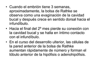 • Cuando el embrión tiene 3 semanas,
aproximadamente, la bolsa de Rathke se
observa como una evaginación de la cavidad
bucal y después crece en sentido dorsal hacia el
infundíbulo.
• Hacia el final del 2º mes pierde su conexión con
la cavidad bucal y se halla en íntimo contacto
con el infundíbulo.
• En el curso del desarrollo ulterior, las células de
la pared anterior de la bolsa de Rathke
aumentan rápidamente de número y forman el
lóbulo anterior de la hipófisis o adenohipófisis.
 
