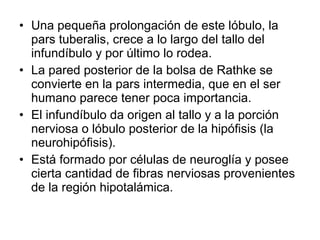 • Una pequeña prolongación de este lóbulo, la
pars tuberalis, crece a lo largo del tallo del
infundíbulo y por último lo rodea.
• La pared posterior de la bolsa de Rathke se
convierte en la pars intermedia, que en el ser
humano parece tener poca importancia.
• El infundíbulo da origen al tallo y a la porción
nerviosa o lóbulo posterior de la hipófisis (la
neurohipófisis).
• Está formado por células de neuroglía y posee
cierta cantidad de fibras nerviosas provenientes
de la región hipotalámica.
 