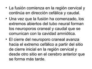 • La fusión comienza en la región cervical y
continúa en dirección cefálica y caudal.
• Una vez que la fusión ha comenzado, los
extremos abiertos del tubo neural forman
los neuroporos craneal y caudal que se
comunican con la cavidad amniótica.
• El cierre del neuroporo craneal avanza
hacia el extremo cefálico a partir del sitio
de cierre inicial en la región cervical y
desde otro sitio en el cerebro anterior que
se forma más tarde.
 