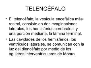 TELENCÉFALO
• El telencéfalo, la vesícula encefálica más
rostral, consiste en dos evaginaciones
laterales, los hemisferios cerebrales, y
una porción mediana, la lámina terminal.
• Las cavidades de los hemisferios, los
ventrículos laterales, se comunican con la
luz del diencéfalo por medio de los
agujeros interventriculares de Monro.
 