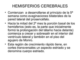 HEMISFERIOS CEREBRALES
• Comienzan a desarrollarse al principio de la 5ª
semana como evaginaciones bilaterales de la
pared lateral del prosencéfalo.
• Hacia la mitad del 2º mes la porción basal de los
hemisferios (esto es, la parte que inicialmente
formó la prolongación del tálamo hacia delante)
comienza a crecer y sobresalir en el interior del
ventrículo lateral y también en el piso del
agujero de Monro.
• Esta región de crecimiento rápido tiene, en
cortes transversales un aspecto estriado y se
denomina cuerpo estriado.
 