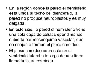 • En la región donde la pared el hemisferio
está unida al techo del diencéfalo, la
pared no produce neuroblastos y es muy
delgada.
• En este sitio, la pared el hemisferio tiene
una sola capa de células ependimarias
cubierta por mesénquima vascular, que
en conjunto forman el plexo coroideo.
• El plexo coroideo sobresale en el
ventrículo lateral a lo largo de una línea
llamada fisura coroidea.
 