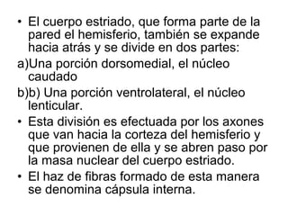 • El cuerpo estriado, que forma parte de la
pared el hemisferio, también se expande
hacia atrás y se divide en dos partes:
a)Una porción dorsomedial, el núcleo
caudado
b)b) Una porción ventrolateral, el núcleo
lenticular.
• Esta división es efectuada por los axones
que van hacia la corteza del hemisferio y
que provienen de ella y se abren paso por
la masa nuclear del cuerpo estriado.
• El haz de fibras formado de esta manera
se denomina cápsula interna.
 