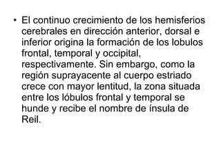 • El continuo crecimiento de los hemisferios
cerebrales en dirección anterior, dorsal e
inferior origina la formación de los lobulos
frontal, temporal y occipital,
respectivamente. Sin embargo, como la
región suprayacente al cuerpo estriado
crece con mayor lentitud, la zona situada
entre los lóbulos frontal y temporal se
hunde y recibe el nombre de ínsula de
Reil.
 