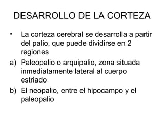 DESARROLLO DE LA CORTEZA
• La corteza cerebral se desarrolla a partir
del palio, que puede dividirse en 2
regiones
a) Paleopalio o arquipalio, zona situada
inmediatamente lateral al cuerpo
estriado
b) El neopalio, entre el hipocampo y el
paleopalio
 