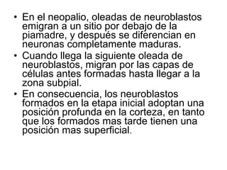 • En el neopalio, oleadas de neuroblastos
emigran a un sitio por debajo de la
piamadre, y después se diferencian en
neuronas completamente maduras.
• Cuando llega la siguiente oleada de
neuroblastos, migran por las capas de
células antes formadas hasta llegar a la
zona subpial.
• En consecuencia, los neuroblastos
formados en la etapa inicial adoptan una
posición profunda en la corteza, en tanto
que los formados mas tarde tienen una
posición mas superficial.
 
