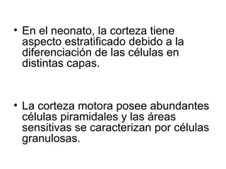 • En el neonato, la corteza tiene
aspecto estratificado debido a la
diferenciación de las células en
distintas capas.
• La corteza motora posee abundantes
células piramidales y las áreas
sensitivas se caracterizan por células
granulosas.
 