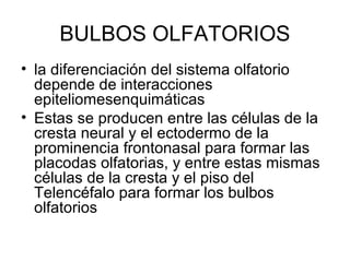 BULBOS OLFATORIOS
• la diferenciación del sistema olfatorio
depende de interacciones
epiteliomesenquimáticas
• Estas se producen entre las células de la
cresta neural y el ectodermo de la
prominencia frontonasal para formar las
placodas olfatorias, y entre estas mismas
células de la cresta y el piso del
Telencéfalo para formar los bulbos
olfatorios
 